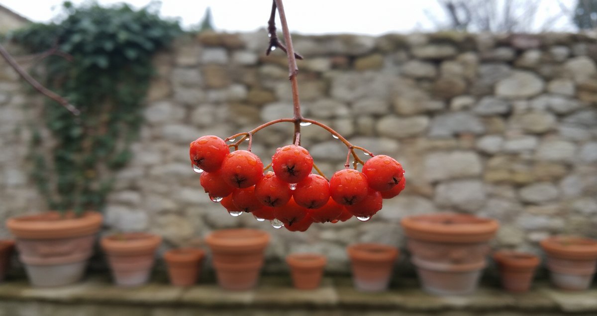 frutto-invernale-pettirossi-giardino