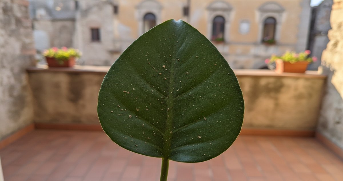 la-polvere-sta-uccidendo-le-tue-piante