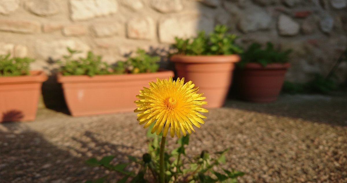 non-solo-un-erbaccia-tarassaco-benefici-nascosti