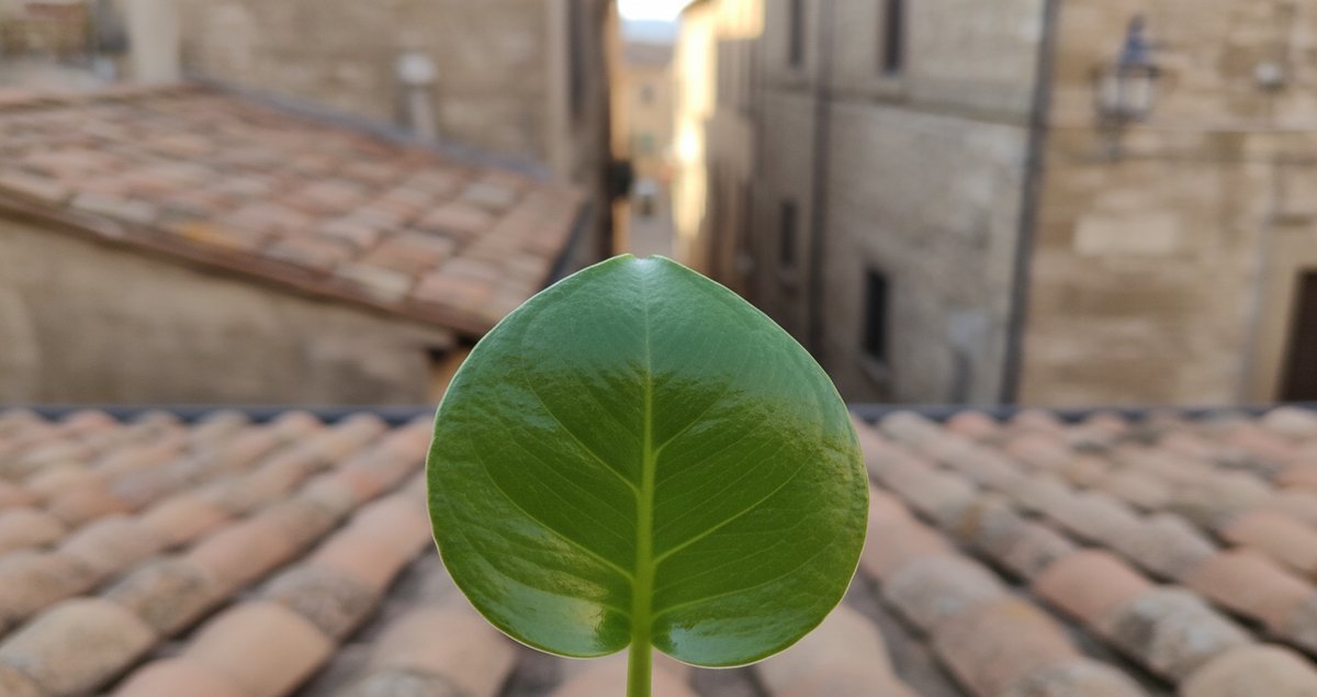 foglie-monstera-piccole-senza-tagli-vera-ragione