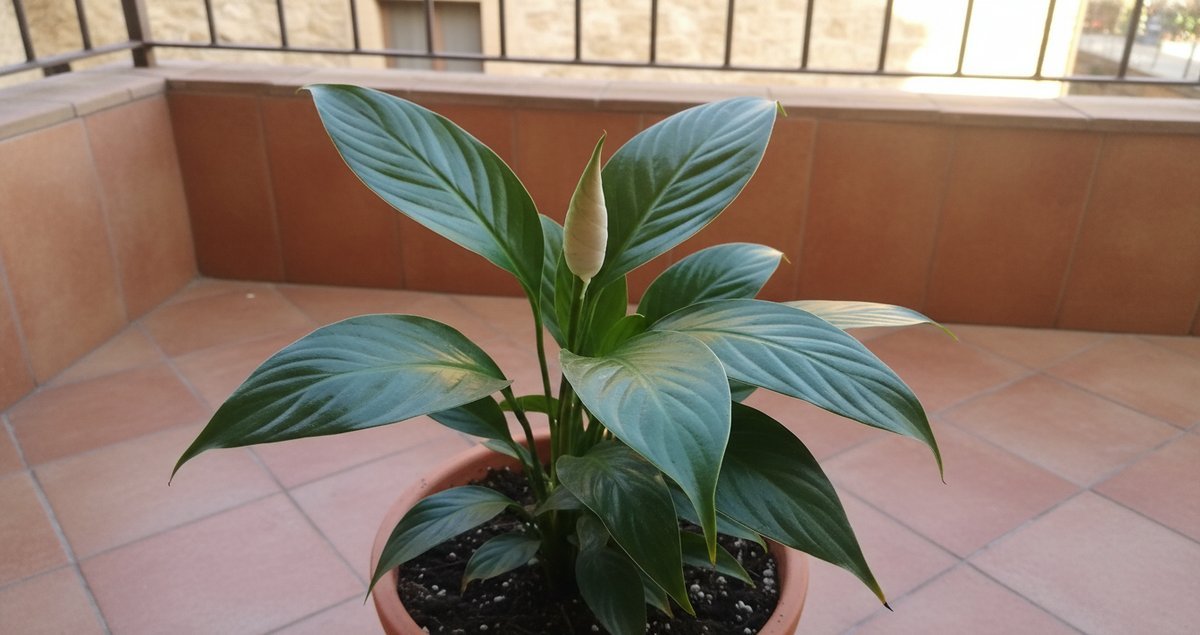 spathiphyllum-non-fiorisce-errore-cura-comune