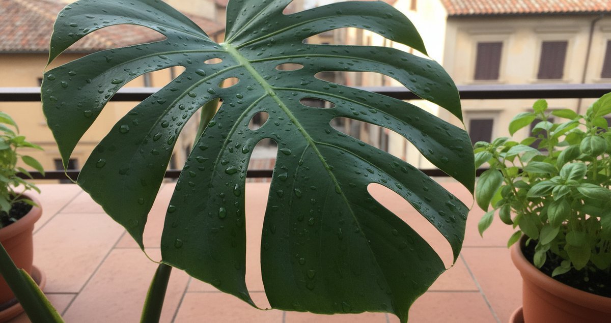 fogliame-gigante-e-lucido-della-monstera-il-segreto-dei-vivai-che-nessuno-racconta